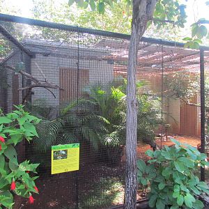 Aviary - Mariana Fruit Dove