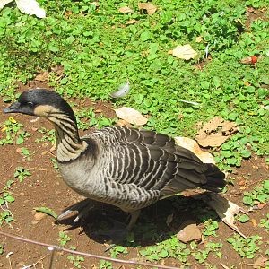 Kipuka Nene Sanctuary - Nene