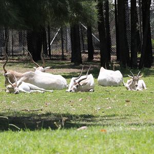 Addax with calves