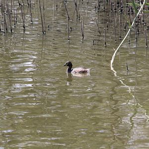Australasian Grebe - wild