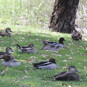 Australian Wood Ducks and Black Ducks - wild