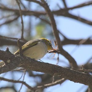 Eastern Silvereye with a meal - wild