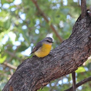 Eastern Yellow Robin - wild