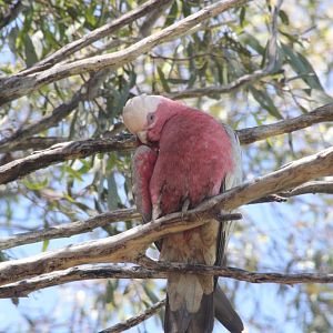 Galah - wild
