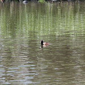 Hardhead or White-eyed Duck - wild