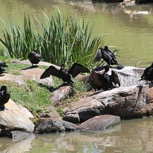 Little Black Cormorants - wild