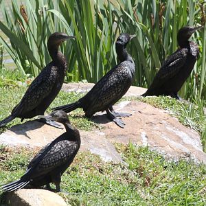 Little Black Cormorants - wild