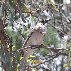Noisy Friarbird - wild