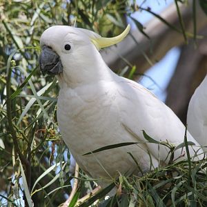 Sulfur-crested Cockatoos - wild