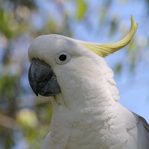 Sulfur-crested Cockatoo - wild