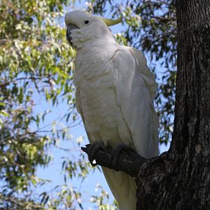 Sulfur-crested Cockatoo - wild