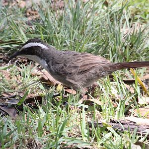 White-browed Babbler - wild