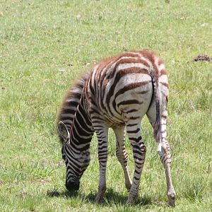 Zebra foal