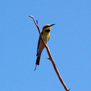 Rainbow Bee-eater (Merops ornatus)