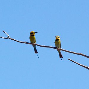 Rainbow Bee-eaters (Merops ornatus)