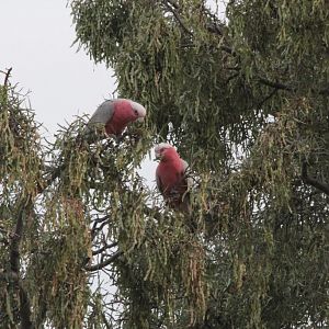 Galahs (Eolophus roseicapillus)