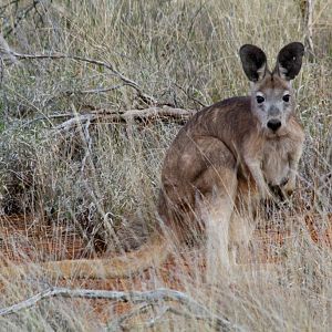 Wallaroo
