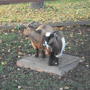 Sewerby Zoo, tidy African Pygmy Goats 18th November 2012