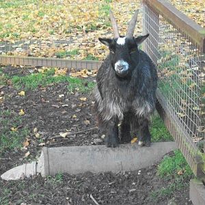 Sewerby Zoo, another tidy African Pygmy Goat 18th November 2012