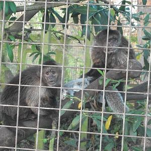 Sewerby Zoo, another Grey Squirrel bites the dust 23rd November 2012