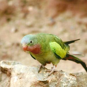 Princess of Wales Parakeet 14th September 2012