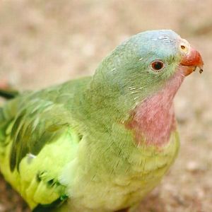 Princess of Wales Parakeet 14th September 2012