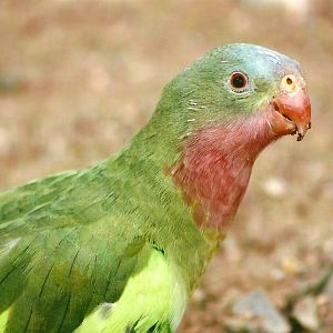 Princess of Wales Parakeet 14th September 2012