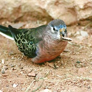 Bourke's Parakeet 14th September 2012