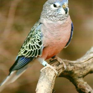 Bourke's Parakeet 14th September 2012
