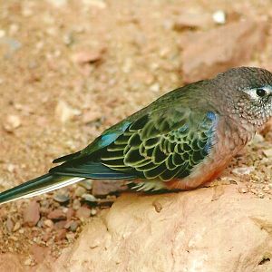 Bourke's Parakeet 14th September 2012