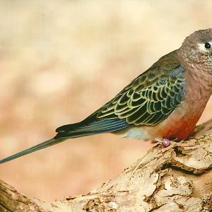 Bourke's Parakeet 14th September 2012