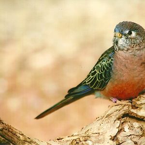 Bourke's Parakeet 14th September 2012