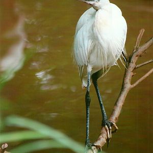 Little Egret 14th September 2012