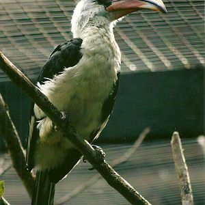 Von der Decken's Hornbill 14th September 2012