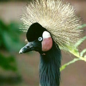 West African Crowned Crane 14th September 2012