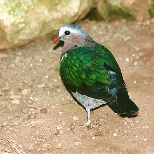 Emerald Dove 14th September 2012