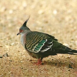 Crested Bronzewing 14th September 2012