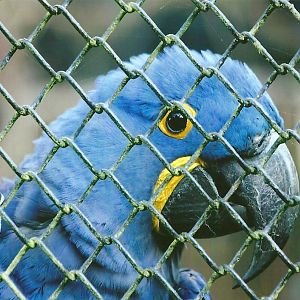 Hyacinthine Macaw 14th September 2012