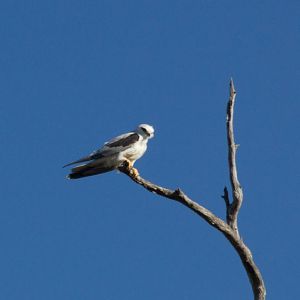 Black-shouldered Kite (Elanus axillaris)