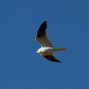 Black-shouldered Kite (Elanus axillaris)