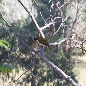 Blue-faced Honeyeater juvenile (Entomyzon cyanotis)