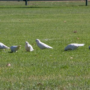 Little Corella (Cacatua sanguinea)