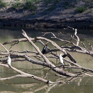 Cormorants and a Darter