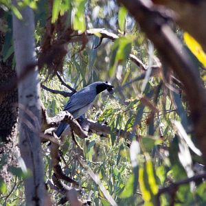 Black-faced Cuckoo-shrike