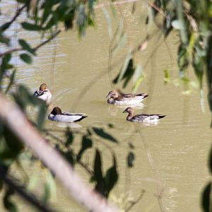 Australian Wood Ducks (Chenonetta jubata)