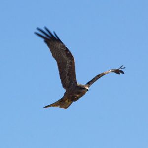 Black Kite (Milvus migrans)