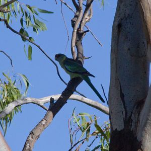 Mallee Ringneck