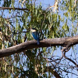 Sacred Kingfisher