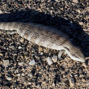 Eastern Bluetongue Skink (Tiliqua scincoides)
