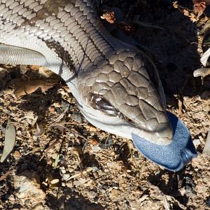 Eastern Bluetongue Skink (Tiliqua scincoides)